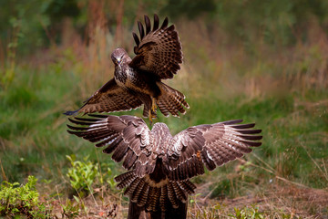 Common buzzard, buteo buteo, attack  in the forest in the Netherlands