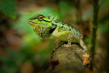 Emma Grays forest lizard - Calotes emma species of lizard in the family Agamidae. The species is endemic to China, South Asia, and Southeast Asia