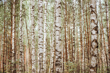 Obraz premium Birch Grove background. Autumn forest