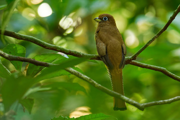 Trogon rufus - Black-throated Trogon, also yellow-bellied trogon, near passerine bird in the trogon family, Trogonidae, breeds in lowlands from Honduras south to western Ecuador and northern Argentina
