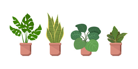 Home potted ornamental plants. Sansevieria, Monstera, Croton tíglium, Calathea. © Marina Baeva