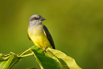 Tropical Kingbird - Tyrannus melancholicus  large tyrant flycatcher, breeds from Arizona, Texas through Central America, South America, Argentina and western Peru, and on Trinidad and Tobago