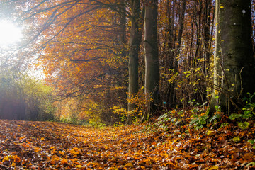 autumn in the forest