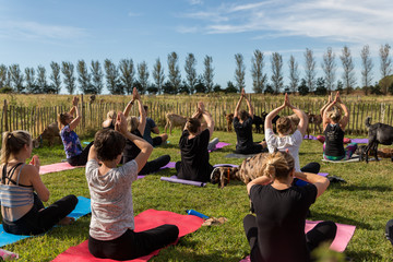 A goat yoga session held in the paddock of a farm on a warm and sunny summers morning