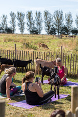 A goat yoga session held in the paddock of a farm on a warm and sunny summers morning