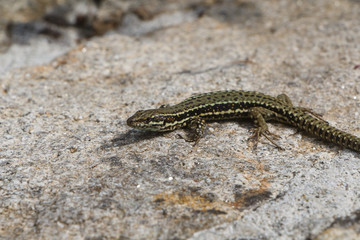 Common wall lizard taking the sun on a wall