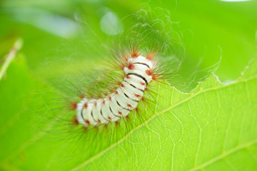caterpillar eat leaf megalopyge Lanata