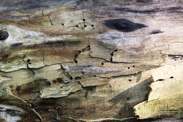 Background-a fragment of a fallen tree without bark