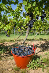 harvesting Regent wine grapes in organic vineyard
