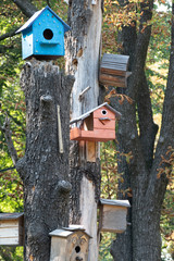 Birdhouses on tree. Wooden birdhouses on the tree, close up. Multi-colored wooden birdhouses on trees in public park	