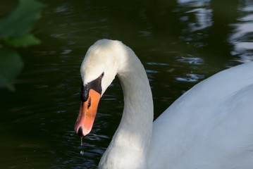 Höckerschwan bei der Nahrungsaufnahme 1