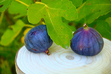 feigen       frucht und blätter