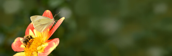 Schmetterling 633 © K.-U. Häßler