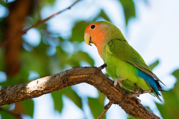 Fototapeta na wymiar Rosy-faced lovebird perches on branch close up