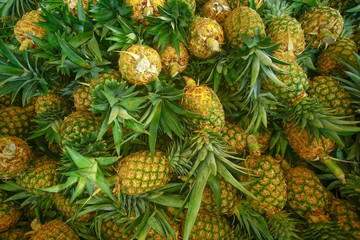 Fototapeta premium pineapple harvest
