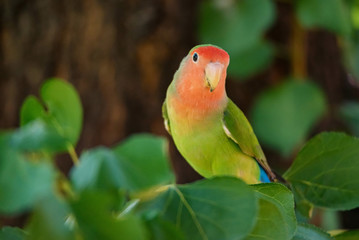 Rosy-faced lovebird perches on branch close up