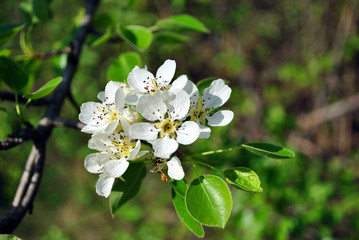 Pear tree blossoms and green leaves on twig close up detail on blurry background
