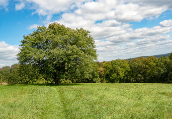 tree in a field