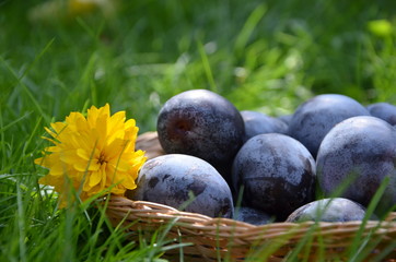  basket with plums and yellow flower