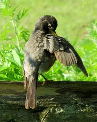 A robin grooming itself on a fence