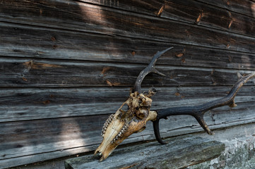 Unusual view of the skull. Unique view of the skull.