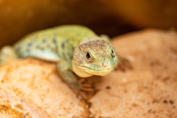 Close-up view of green lizard face and eyes.