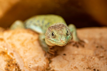 Close-up view of green lizard face and eyes.