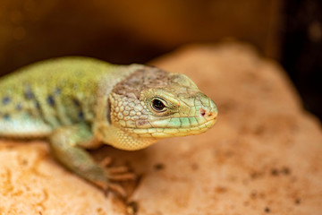 Close-up view of green lizard face and eyes.