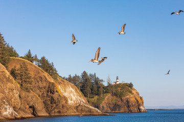 USA, Washington State, Ilwaco, Cape Disappointment State Park. Brown pelicans flying over Cape Disappointment Lighthouse on cliff above the Columbia River Bar and Pacific Ocean.