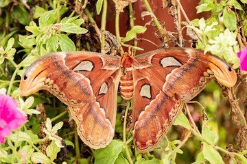 Attacus atlas, the Atlas moth, is one of the largest butterflies