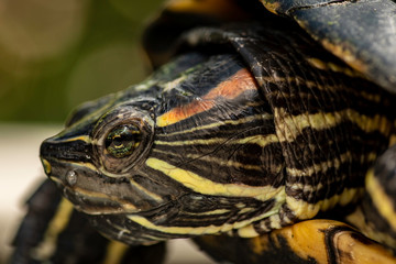 Close up turtle face with sharp eye in focus.