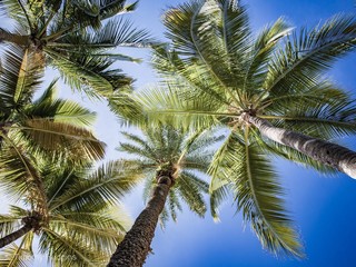 palm tree with blue sky in background