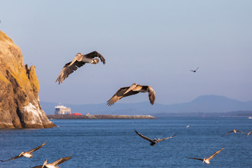 USA, Washington State, Ilwaco, Cape Disappointment State Park. Brown pelicans in flight.