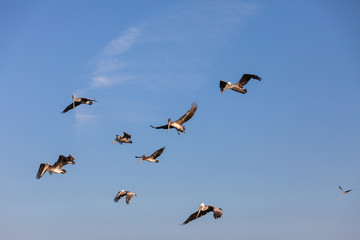 USA, Washington State, Ilwaco, Cape Disappointment State Park. Flock of brown pelicans in flight.