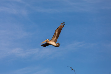 USA, Washington State, Ilwaco, Cape Disappointment State Park. Brown pelican in flight.