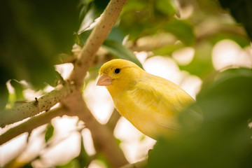 Small yellow gouldian finch birds sitting on the tree branch. (high iso image)