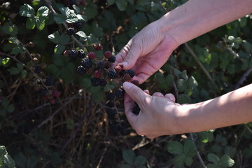 Cropped hands of woman picking blackberries