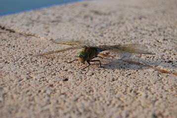 Large Spanish Dragonfly on Concrete