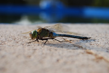 Large Spanish Dragonfly on Concrete