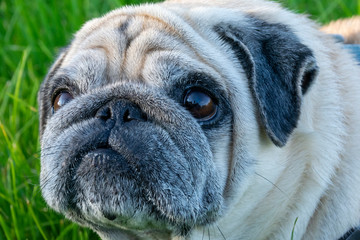 Portrait of a pug. Close. An angry, displeased pug, dog is looking at the camera.