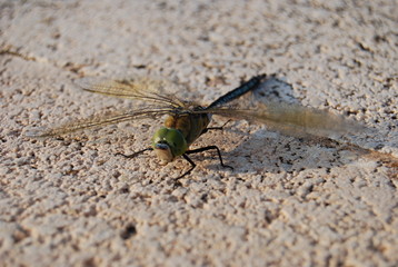 Large Spanish Dragonfly on Concrete