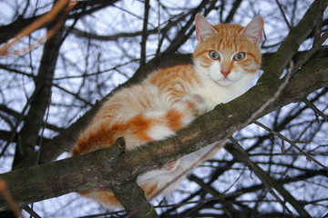 Adult young tom cat with white (chest, face, belly) and red (orange) tabby fur (hair) and green yellow bright eyes sit on tree branch and looking (look) down.