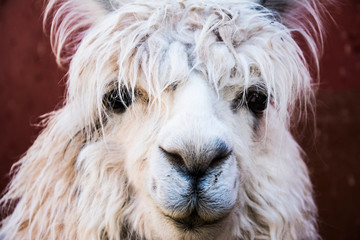 Llama portrait, looking to the camera
