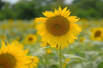 field of sunflowers