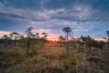 Swamp during sunrise with dramatic blue sky in Kemeri national park, Latvia. (high ISO image)