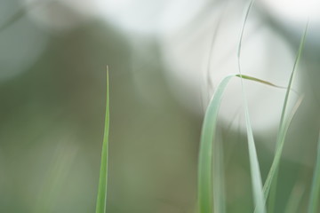 abstract natural background with fresh green tall grass close-up and white sky, soft selective focus. - Powered by Adobe