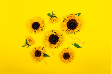 Yellow Sunflower Bouquet on Bright Background