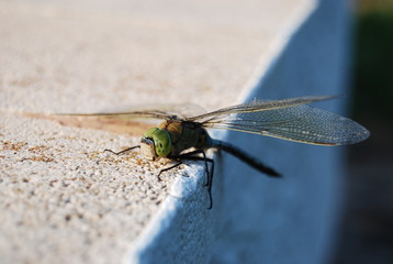 Large Spanish Dragonfly on Concrete