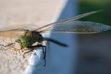 Large Spanish Dragonfly on Concrete