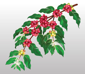 Coffee tree branches with fruits and flowers in vector illustration